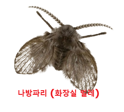 나방파리 (화장실벌레) 사진