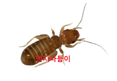 먼지다듬이 사진