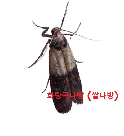 화랑곡나방 (쌀나방) 사진